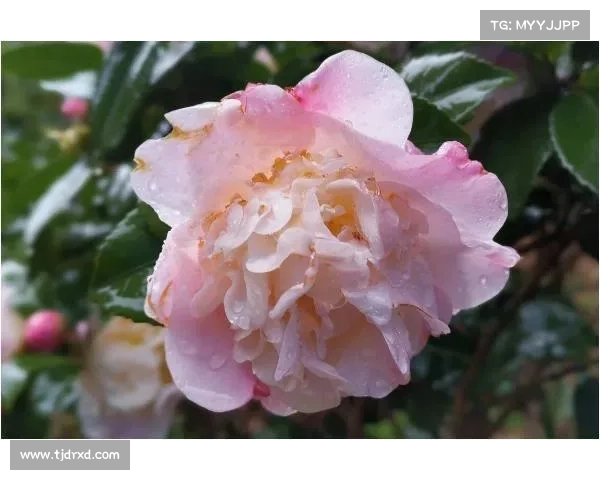 网络安全的未来:来自前白宫首席信息官特里莎佩顿的见解